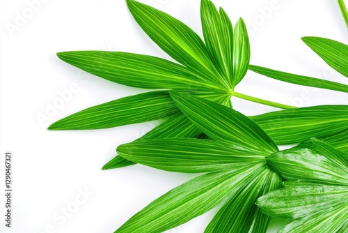 Green leaves pattern with bright white background
