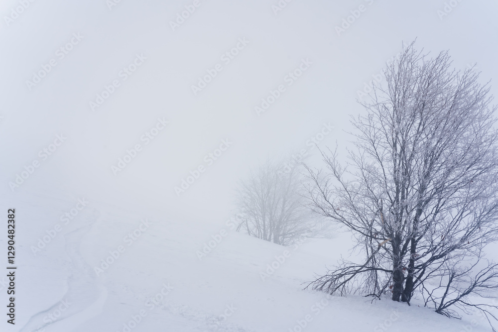 Obraz premium tree in snow