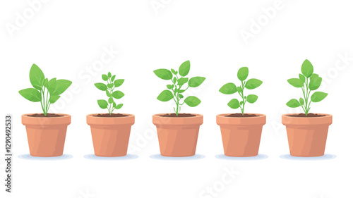 Illustration depicting five stages of basil plant growth in terracotta pots.  The plants are shown against a white background. The illustration style is simple and cartoonish with flat