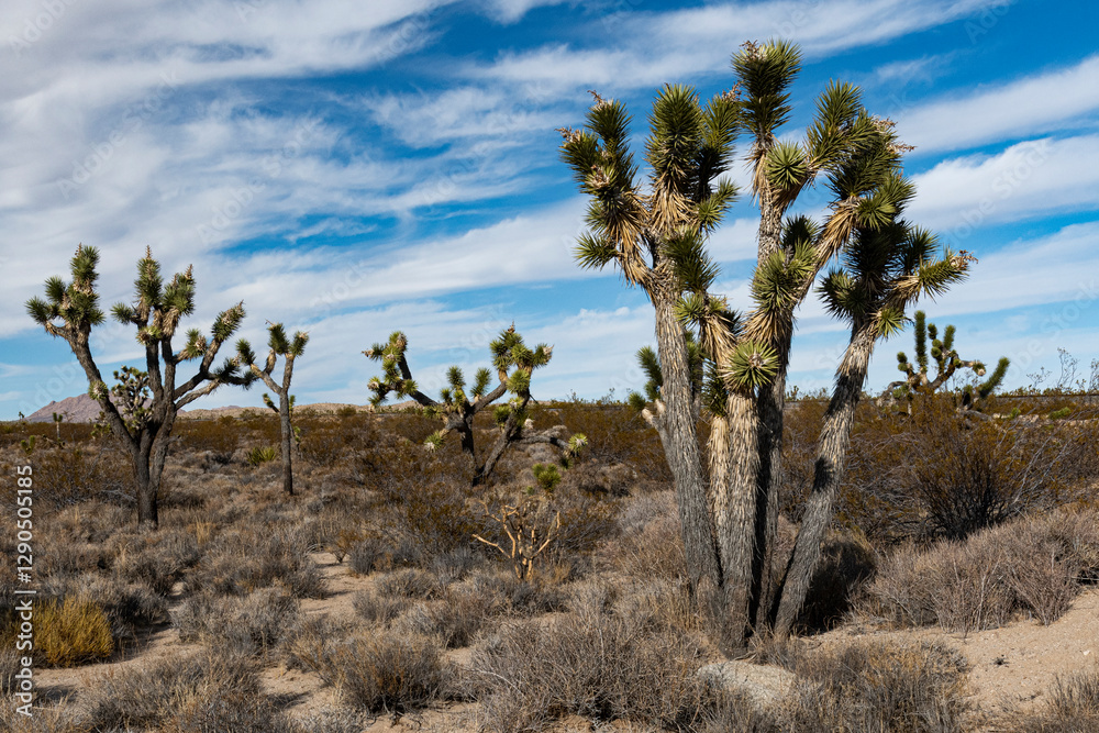 This image captures the stunning beauty of Joshua trees amid an arid desert landscape, showcasing their unique forms against a vibrant sky. This image captures the stunning beauty of Joshua trees amid an arid desert landscape, showcasing their unique forms against a vibrant sky.