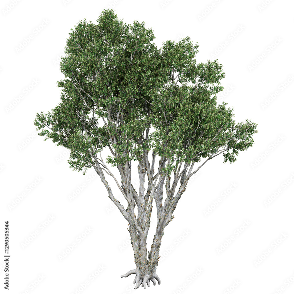 Obraz premium Free PNG 3d illustration of Melaleuca-Quinquenervia 3 tree frontal isolated transparent background perfectly cutout high resolution