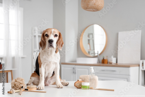 Cute Beagle dog with shower...