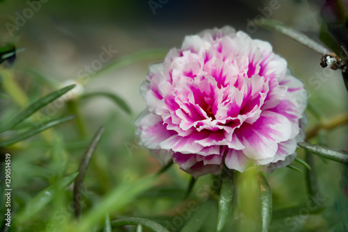 A white and cerise pink Moss-rose purslane or portulaca grandiflora rose. Close-up, macro photo with a green blurry background