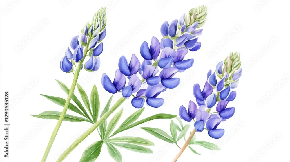 Fototapeta premium Purple lupine flowers with green leaves on white background