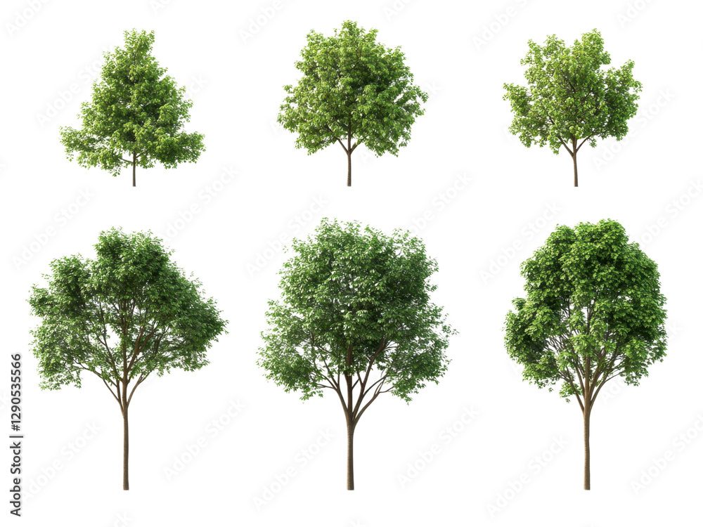 Collection of Six Lush Green Trees Isolated on Transparent Background for Landscaping Design and Architectural Visualization Collection of Six Lush Green Trees Isolated on Transparent Background for Landscaping Design and Architectural Visualization