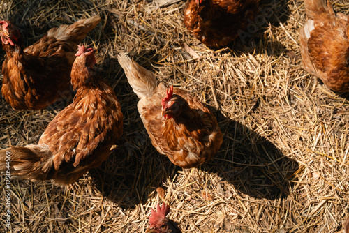 Brown Hen Farm, Chicken Lay...