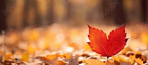Red maple leaf on a softly blurred golden autumn background with warm hues symbolizing infatuation and loneliness in open heart concept