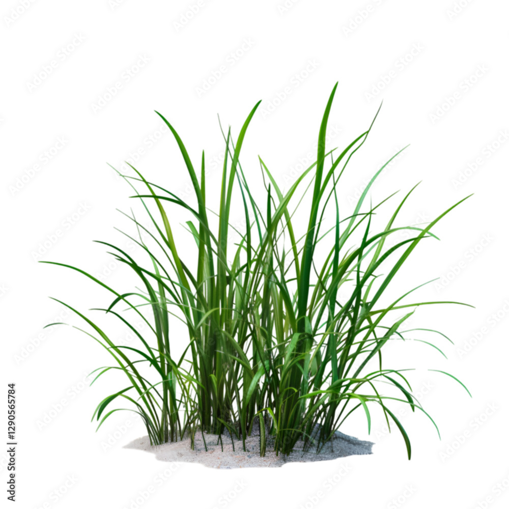 Lush Green Grass Tuft on Sand Isolated Black Background Lush Green Grass Tuft on Sand Isolated Black Background