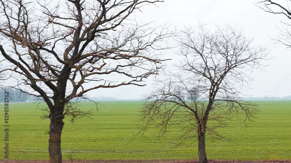 A close up aerial tracking right of bare trees scattered in a green countryside field, awaiting new spring growth A close up aerial tracking right of bare trees scattered in a green countryside field, awaiting new spring growth