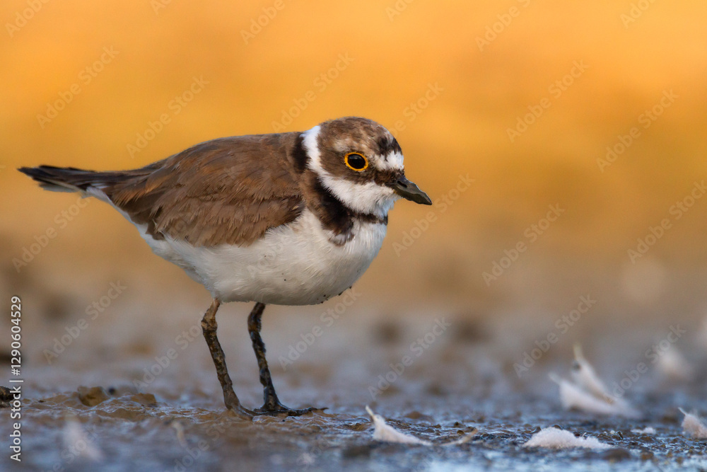 Shorebird Charadrius dubius, Little Ringed Plover on blurred background summer time Poland Europe Shorebird Charadrius dubius, Little Ringed Plover on blurred background summer time Poland Europe