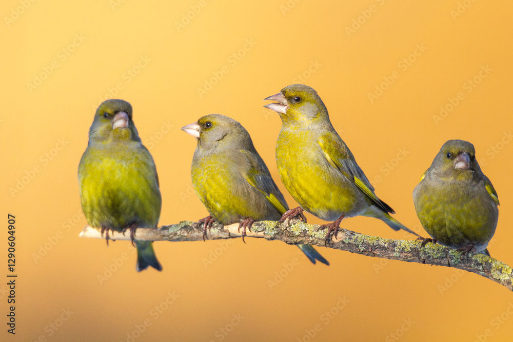 European greenfinch Chloris chloris or common green nfinch songbird small yellow bird on blurry background winter time Poland Europe