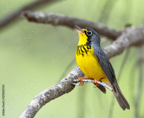 Cuadro en lienzo Male Canada Warbler singing
