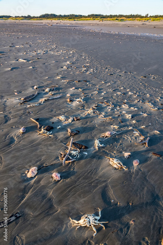 Photography A somber beach scene shows various marine debris and lifeless sea creatures scattered on the sandy shore, highlighting the environmental issues impacting marine life