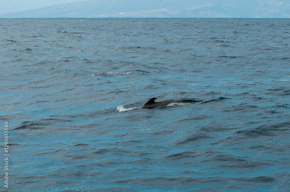 Obraz premium Pilot whale swimming in the open waters off the coast of Tenerife