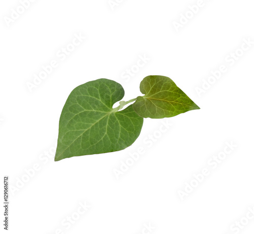 plu kaow transparent  png