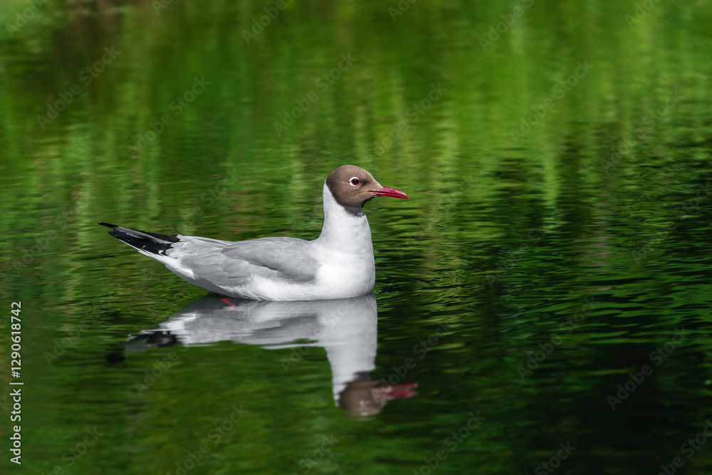 An adult black-headed gull (Larus ridibundus) rests on the surface of a pond in summer An adult black-headed gull (Larus ridibundus) rests on the surface of a pond in summer
