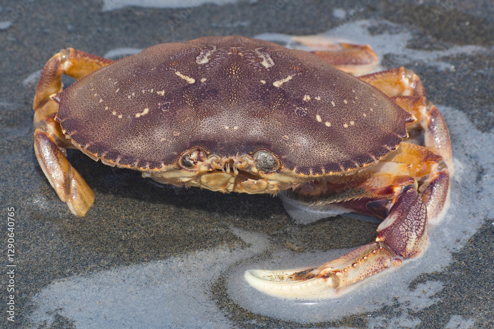 This close-up of a vibrant crab resting on the shore captures the intricate details of its shell, illustrating the beauty of marine life in its natural environment. This close-up of a vibrant crab resting on the shore captures the intricate details of its shell, illustrating the beauty of marine life in its natural environment.