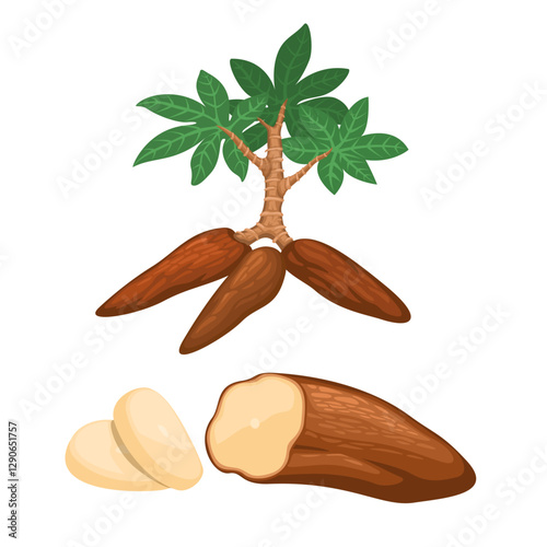 Casava Collection Set Illustration Vector