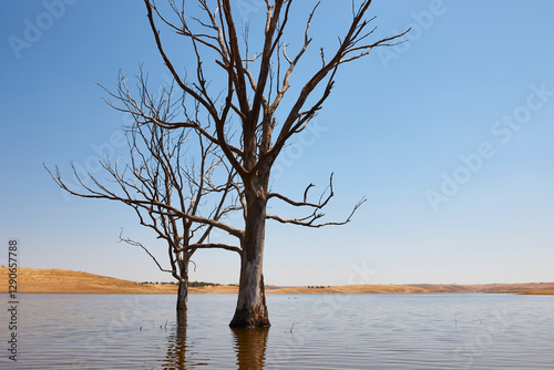 Obraz na płótnie Flooded environment with dead trees. Badajoz, Siberia extremena. Spain w salonie