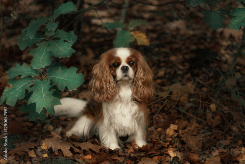 cavalier king charles spaniel