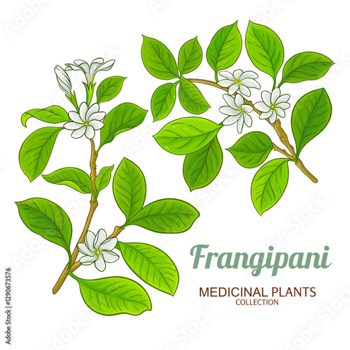 Frangipani Branch with Flowers and Leaves Colored Illustration. Essential oil ingredient for cosmetics, spa, aromatherapy, health care, alternative medicine. Vector isolated for design or decoration.