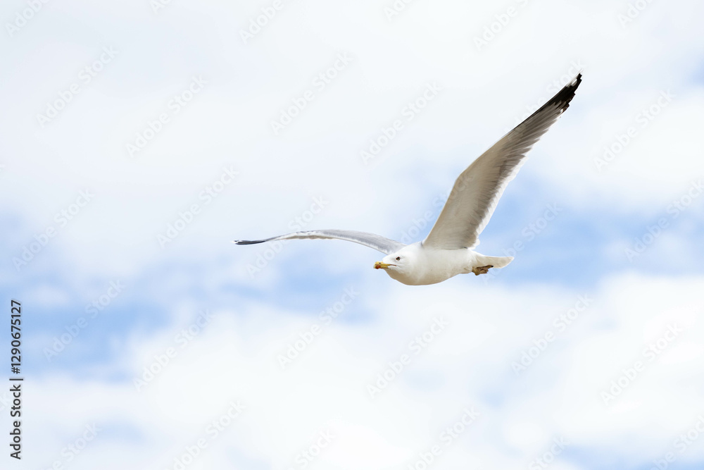 A seagull in flight with a partially clouded sky A seagull in flight with a partially clouded sky