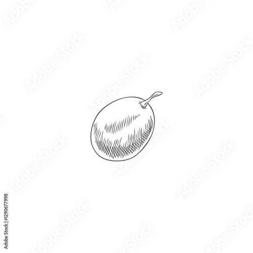 Grape berry sketch, vector hand drawn fresh ripe green fruit, farm sweet food plant, juicy dessert, fondue ingredient