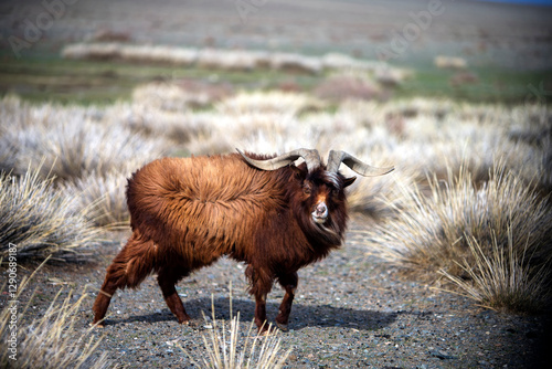 Mongolian golden cashmere goats grazing in their natural habitat. Known for producing the world's finest cashmere, these goats symbolize luxury and tradition.