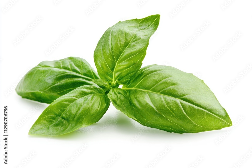 A basil sprig with bright green aromatic leaves, isolated A basil sprig with bright green aromatic leaves, isolated