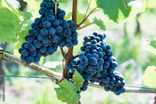 Close up bunches of ripe blue grapes growing on vineyard grapevine
