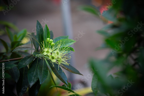 Close up shot of blooming yellow golden penda flower (also known as junjum or expo gold plant) photo