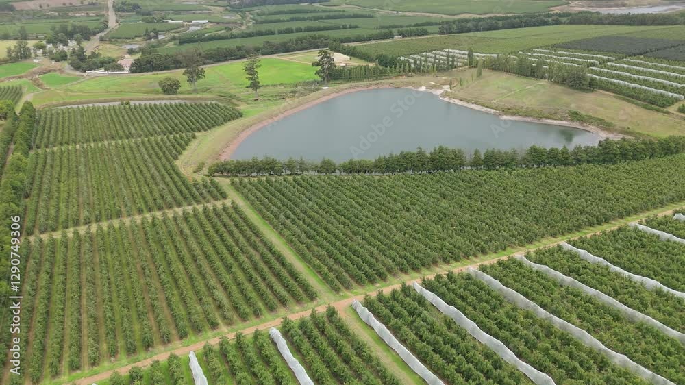 Beautiful drone view of an apple farm flourishing with a dam surrounded on one side by a line of trees in between the orchards Beautiful drone view of an apple farm flourishing with a dam surrounded on one side by a line of trees in between the orchards