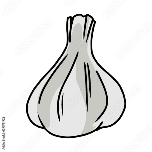 hand drawn garlic illustration design. vegetable and food theme design