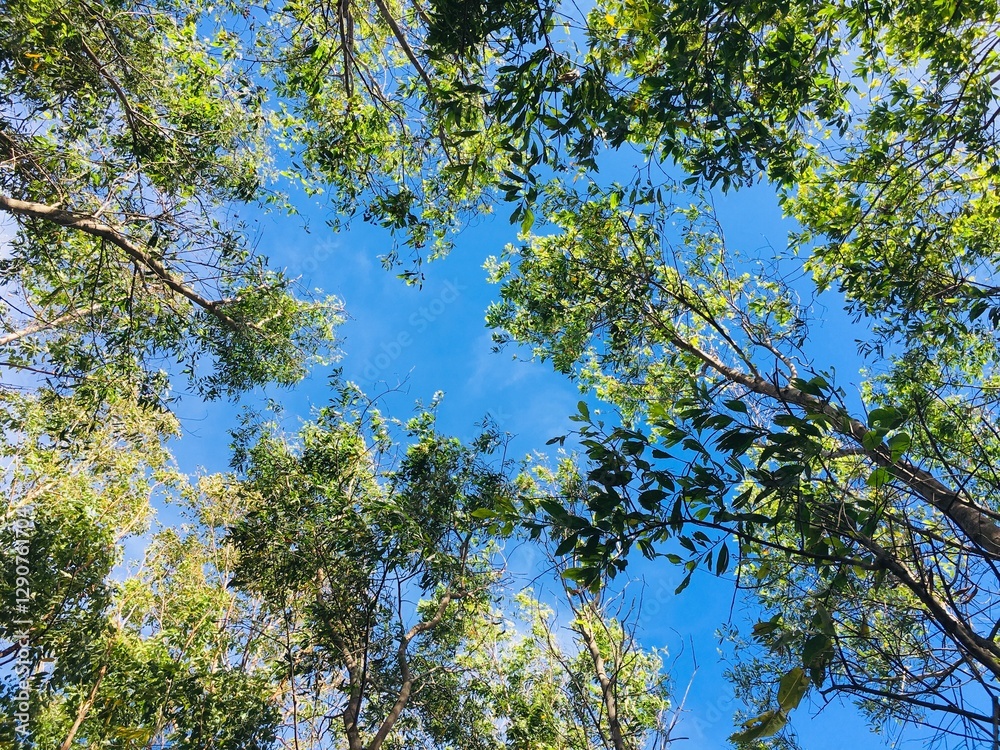 Natural view of the trees & clouds from the ground Natural view of the trees & clouds from the ground