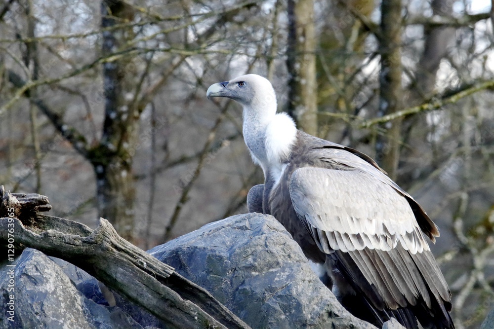 Fototapeta premium vautour