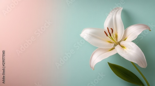 A beautiful white lily gracefully positioned against a soft pastel-colored background, highlighting its delicate features and serene beauty, creating a tranquil atmosphere.