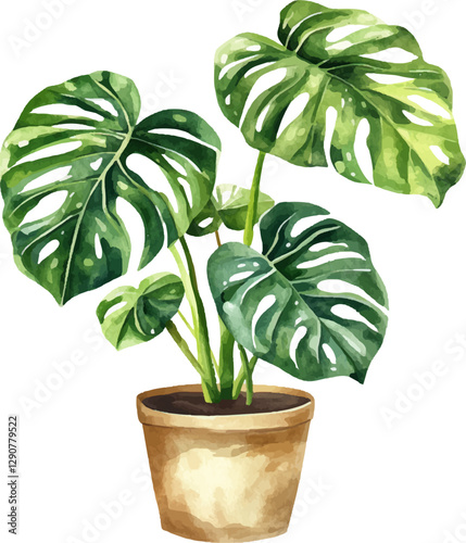 Watercolor illustration of indoor monstera plant in a pot, white background