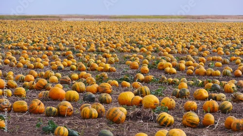 Reife, orange Kürbisse auf dem Feld warten auf die Ernte, Ungarn