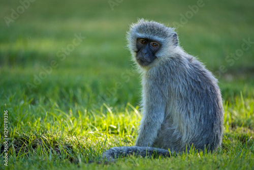 Vervet monkey (Chlorocebus pygerythrus) at Augrabies Falls National Park, Northern Cape. South Africa.