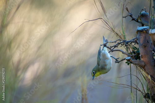 Orange River white-eye (Zosterops pallidus) at Augrabies Falls National Park, Northern Cape. South Africa. photo