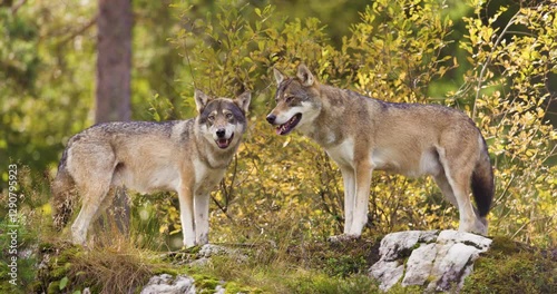 Two Gray Wolves in Autumnal Scandinavian Forest