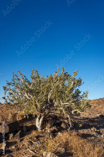 Shepherd tree or shepherd's tree (Boscia albitrunca) at Augrabies Falls National Park, Northern Cape. South Africa. photo