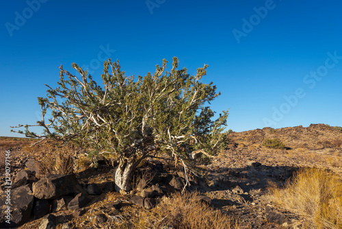 Shepherd tree or shepherd's tree (Boscia albitrunca) at Augrabies Falls National Park, Northern Cape. South Africa. photo