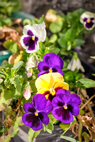 blooming purple and yellow violet in the garden.
