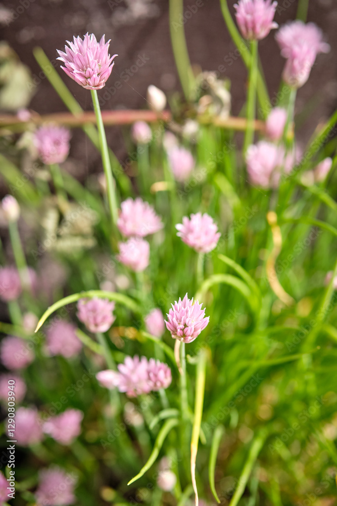 blooming pink chives in the garden.