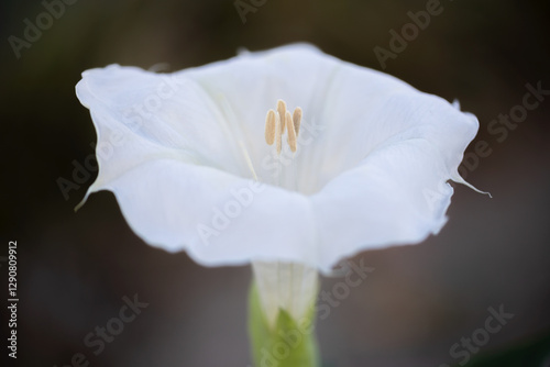 angel's trumpet, devil's trumpet photo