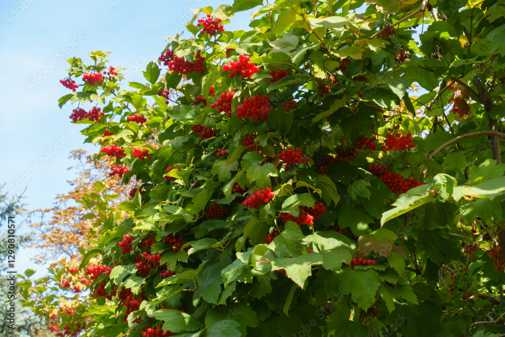 Light blue sky and red fruits in the leafage of Viburnum opulus in mid September