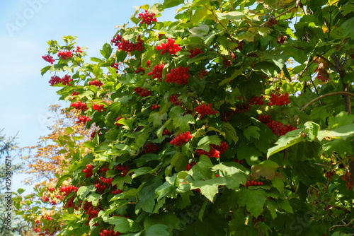 Obraz na płótnie Light blue sky and red fruits in the leafage of Viburnum opulus in mid September w salonie