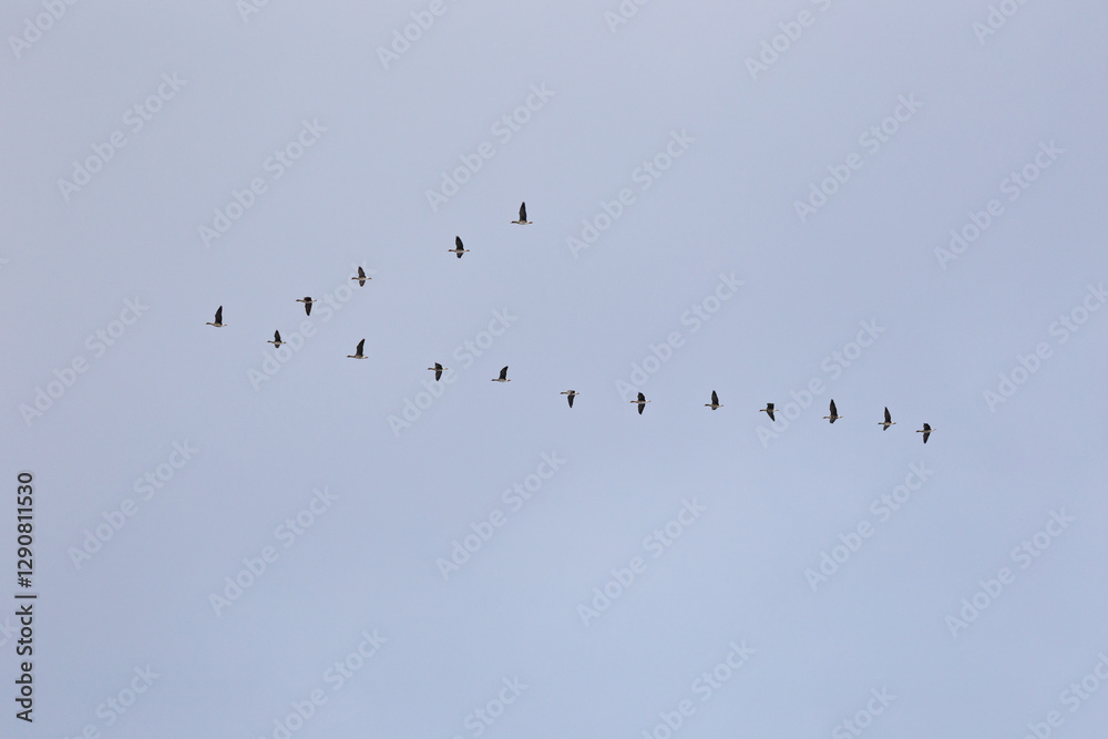 A flock of greater white fronted geese (Anser albifrons) migrates across the Japanese sky, forming a perfect V. A flock of greater white fronted geese (Anser albifrons) migrates across the Japanese sky, forming a perfect V.
