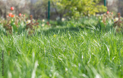Fototapeta Naklejka Na Ścianę i Meble -  Green grass background in garden on sunny day. High quality photo
